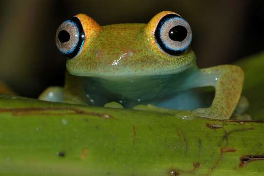 Image of Green Bright-eyed Frog