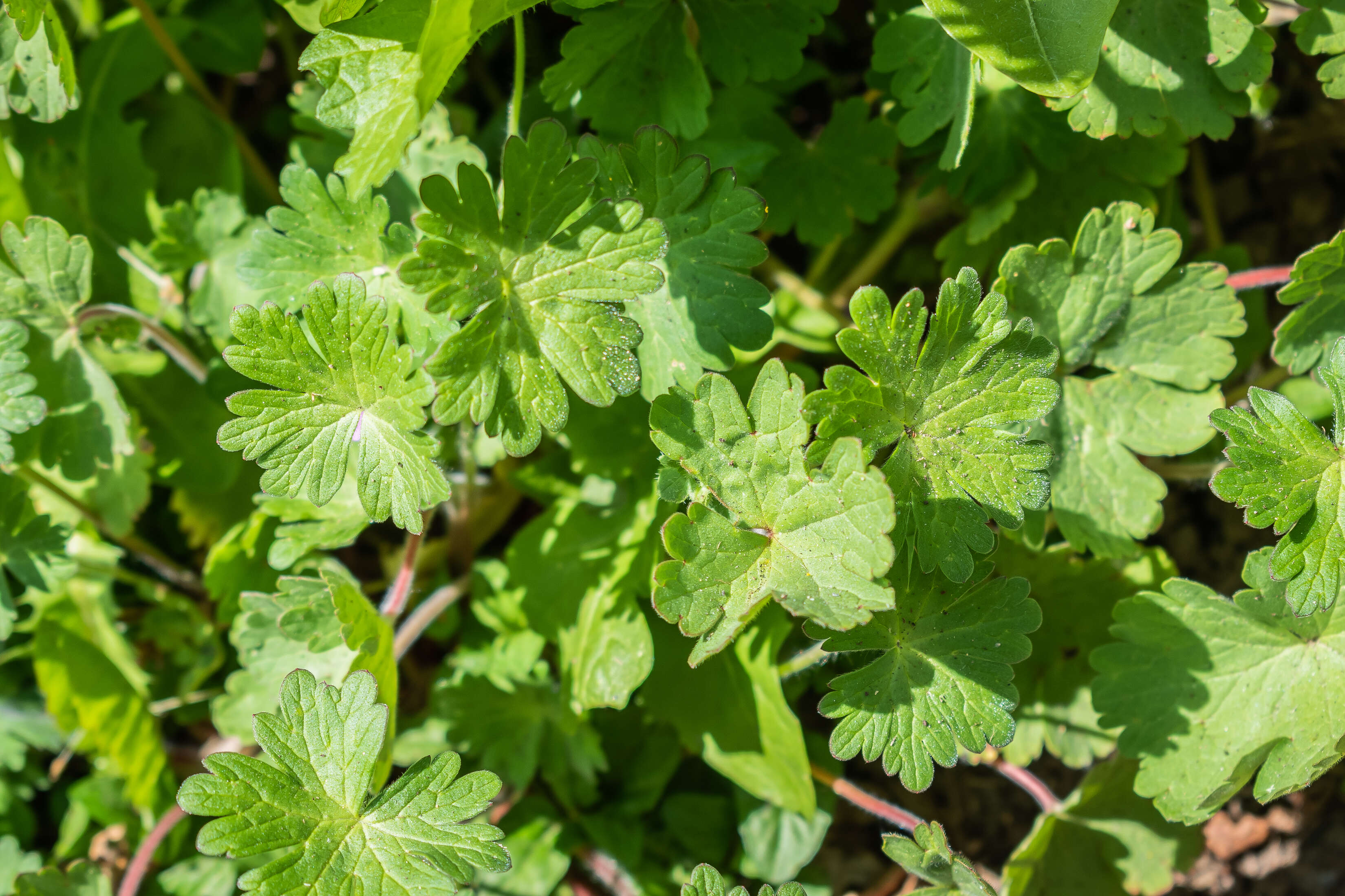 Imagem de Geranium molle L.