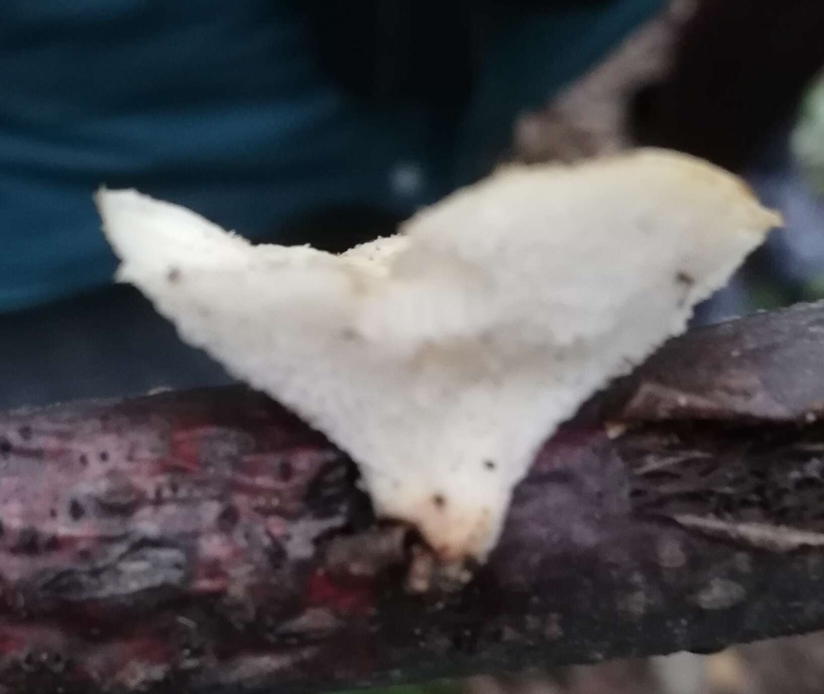 Image of Polyporus tuberaster (Jacq. ex Pers.) Fr. 1821