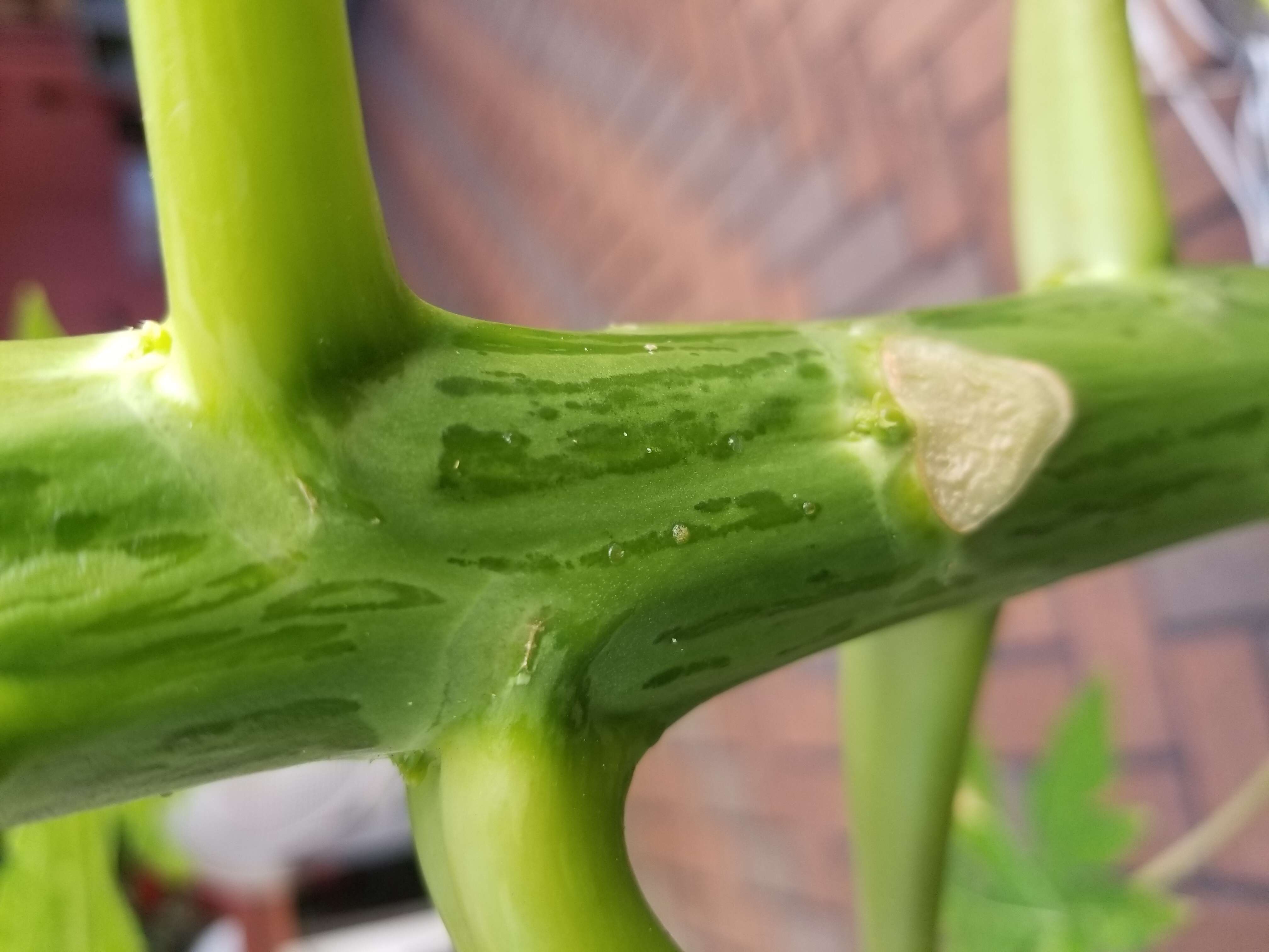 Image of Papaya ringspot virus