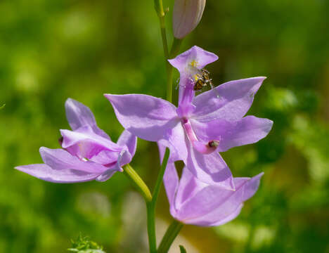 Image of tuberous grasspink