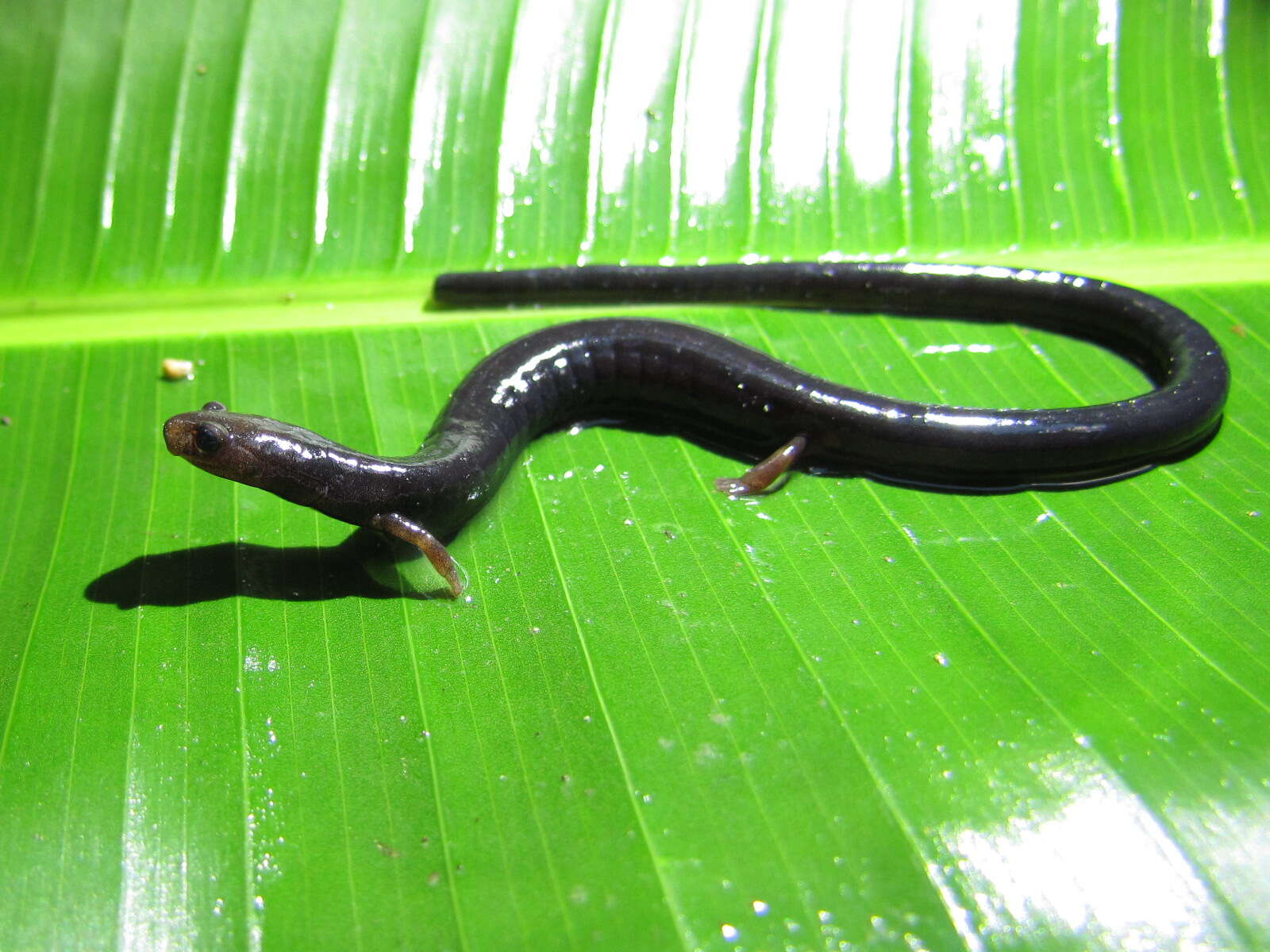 Image of Lungless Worm Salamanders