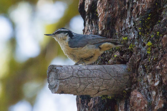 Image of Red-breasted Nuthatch