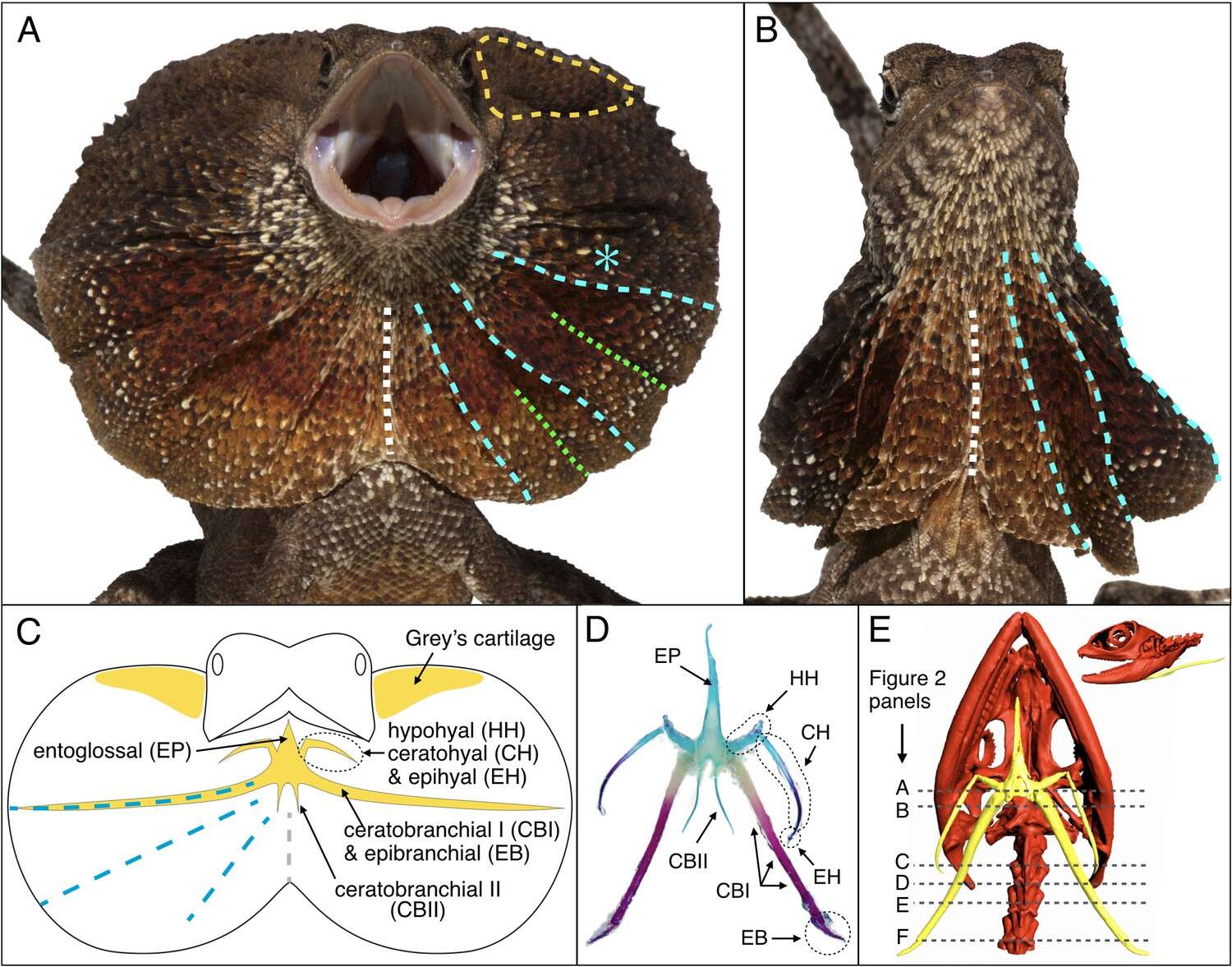 Chlamydosaurus resmi