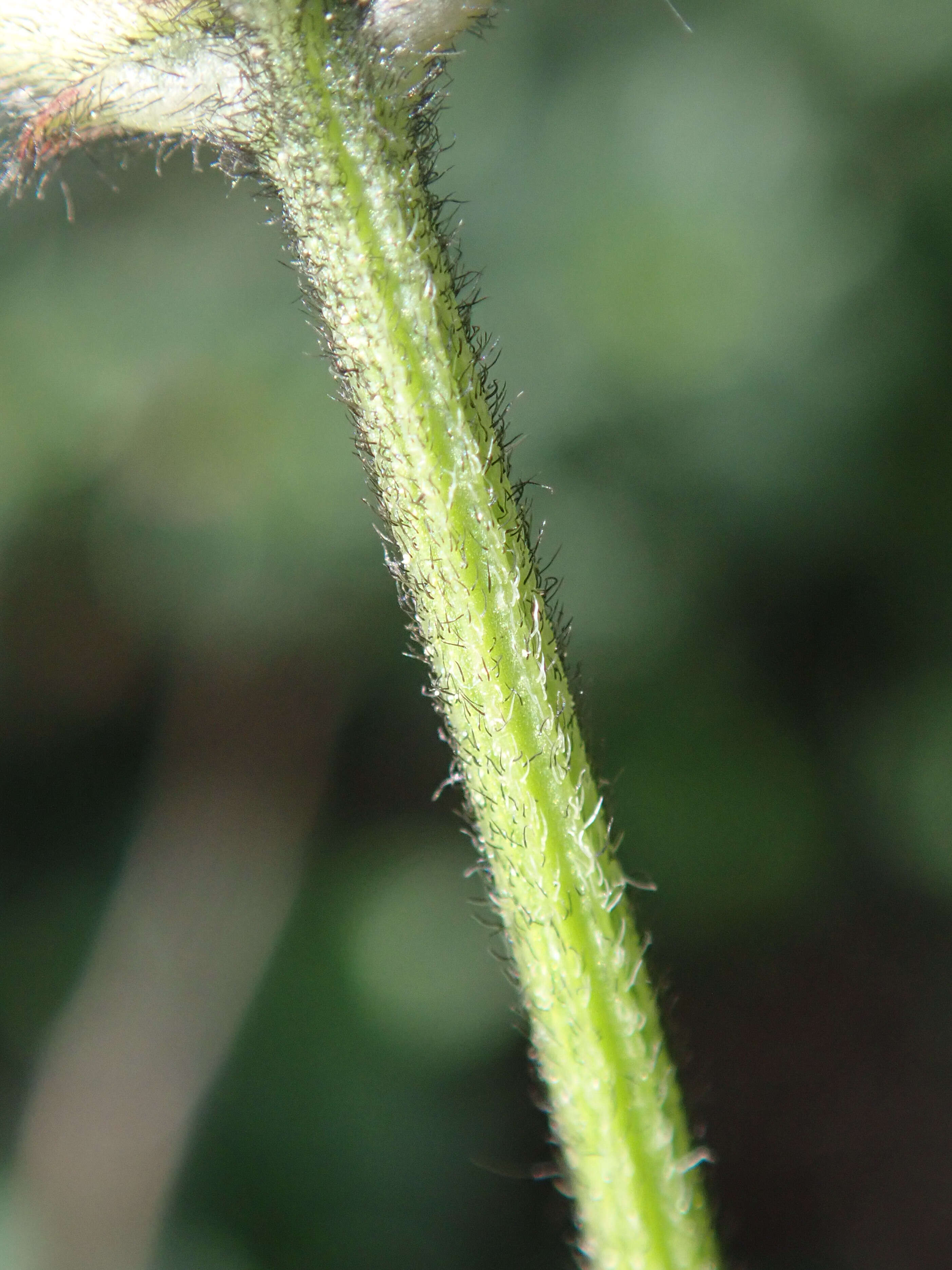 Image of Astragalus danicus Retz.