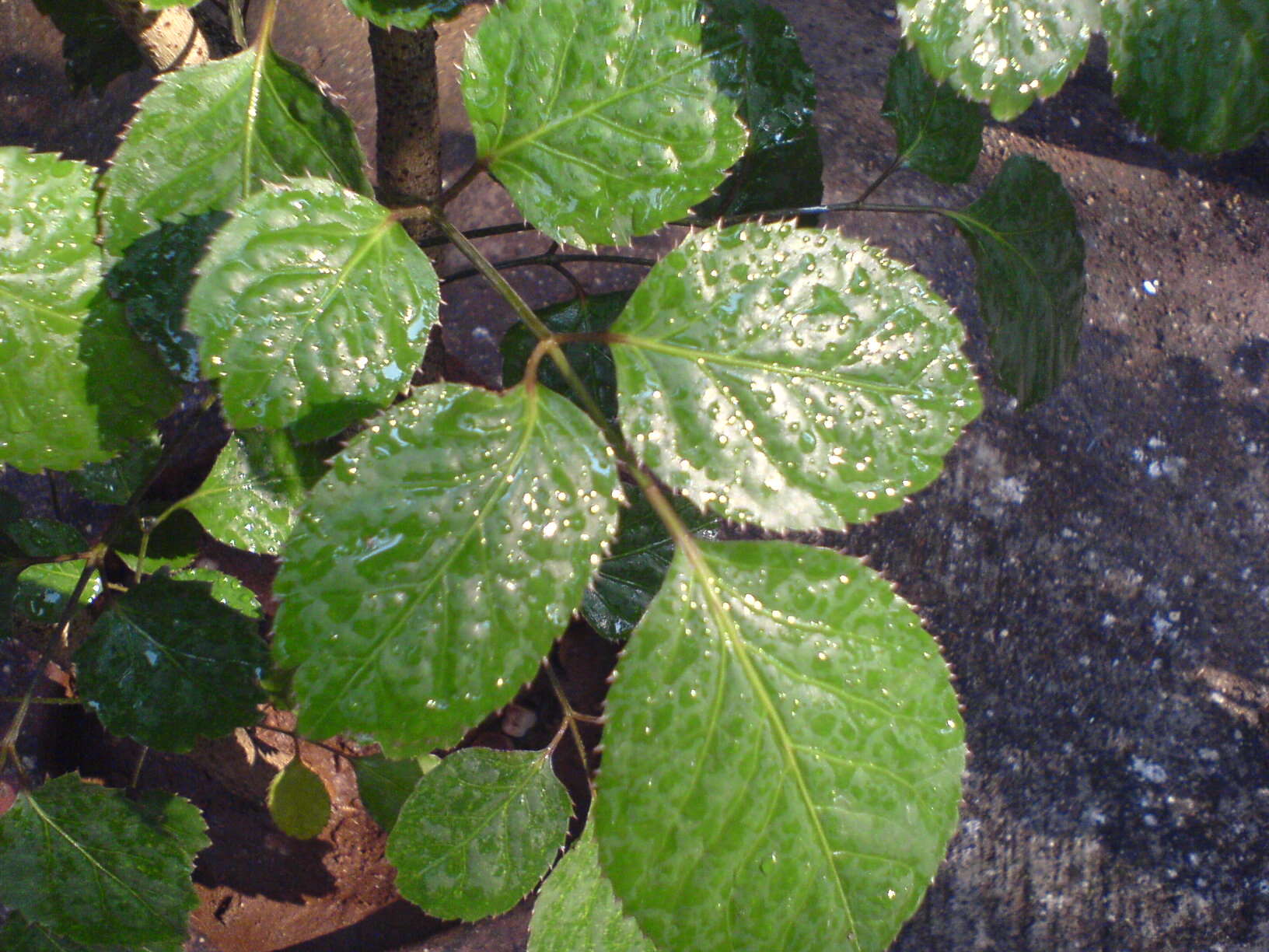 Image of Polyscias balfouriana (André) L. H. Bailey