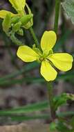 Image of charlock mustard