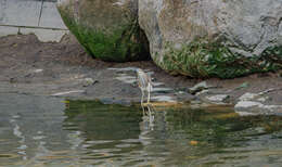 Image of Chinese Pond Heron