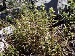 Image of sickletop lousewort