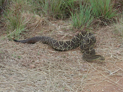 Image of Cascabel Rattlesnake