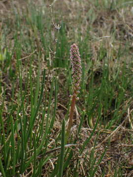 Image of Sea Arrowgrass