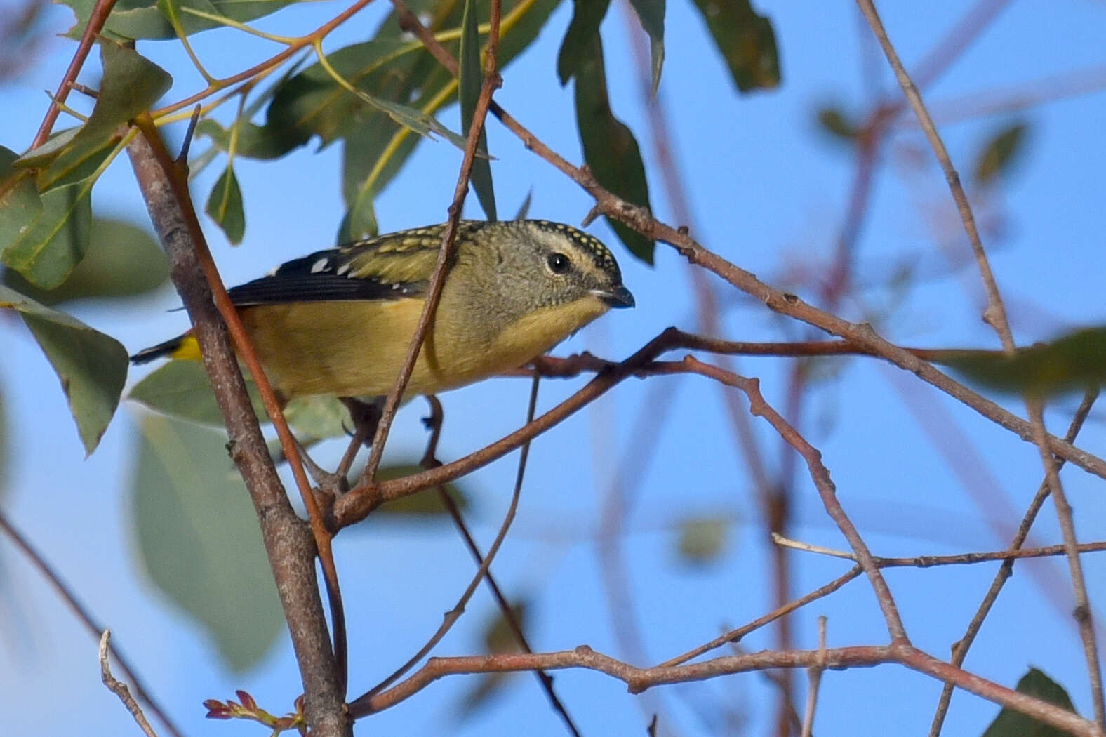 Imagem de Pardalotus punctatus (Shaw 1792)