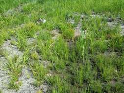 Image of Scirpus radicans Schkuhr