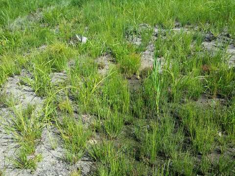 Image of Scirpus radicans Schkuhr