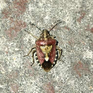 Image of sloe bug