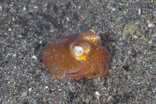 Image of <i>Sepiadarium kochi</i>