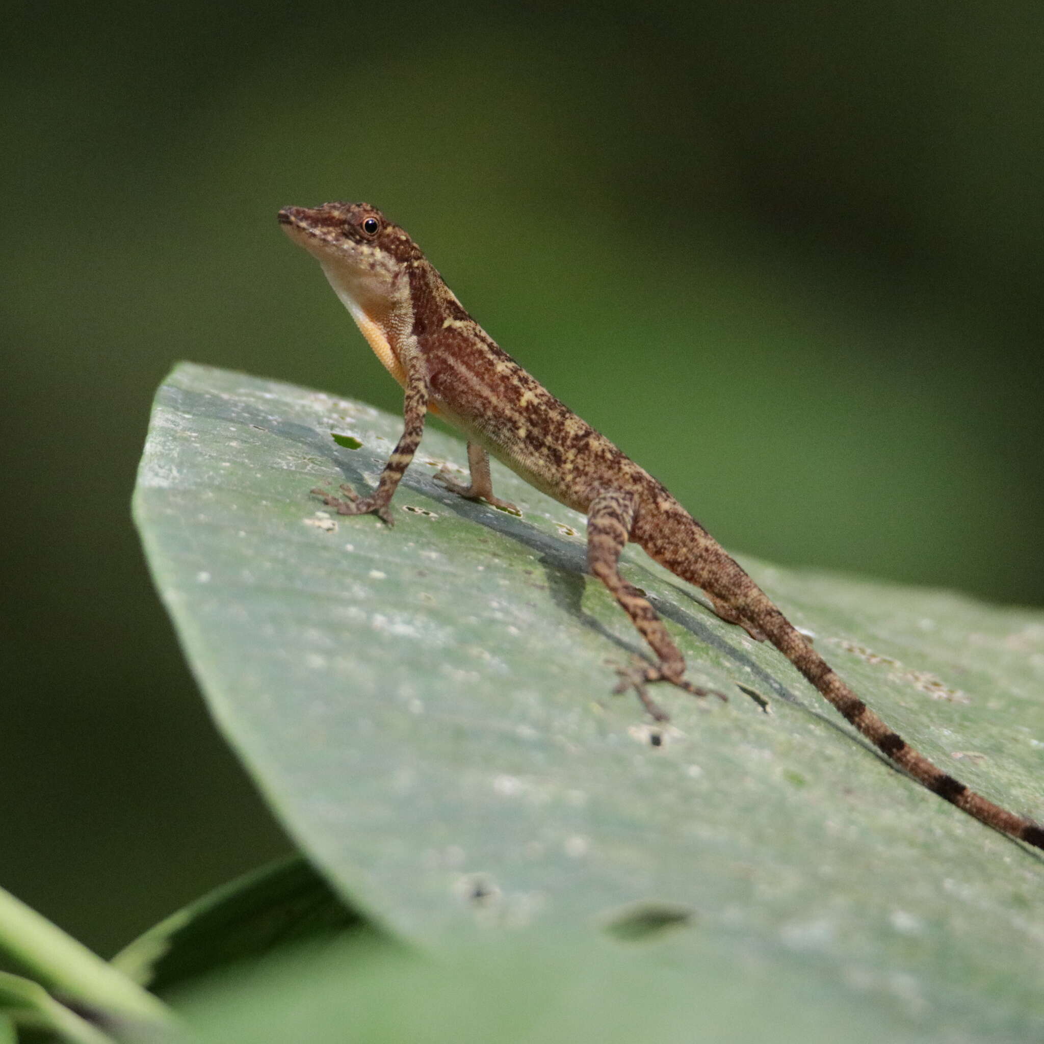 Image of Anolis apletophallus Köhler & Sunyer 2008