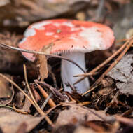 Image of Russula emetica (Schaeff.) Pers. 1796