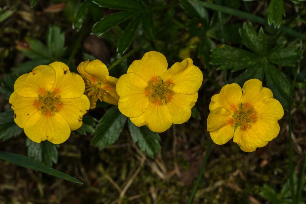 Image of Potentilla aurea L.