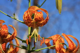 Image of <i>Lilium humboldtii ocellatum</i>