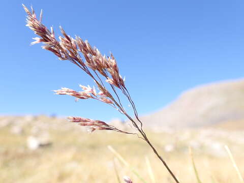 Image of Tufted Hair-grass