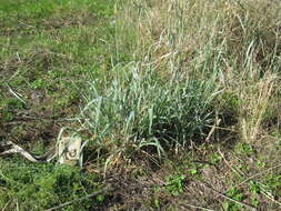 Image de Panicum coloratum L.