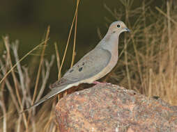 Image of American Mourning Dove