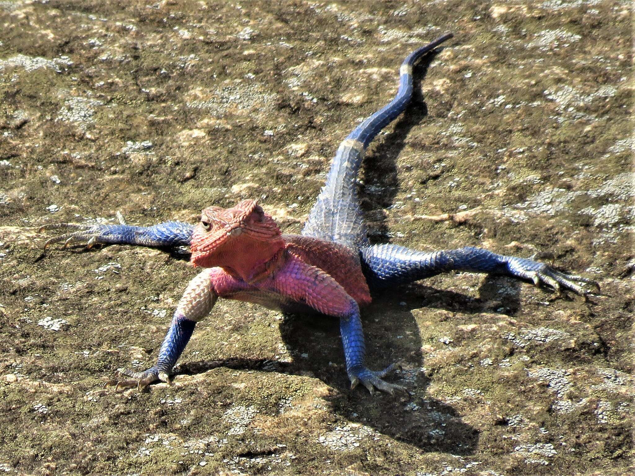 Image of Mwanza Flat-headed Rock Agama