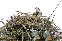 Image of ospreys