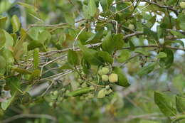 Image of Gray Mangrove