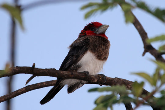 18.https www inaturalist org photos 907970.580x360
