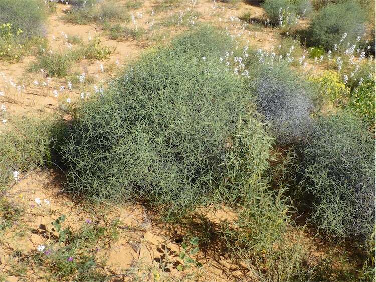 Image of Lechenaultia divaricata F. Müll.