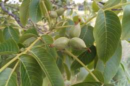 Image of Common walnut