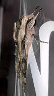 Image of convolvulus hawk moth