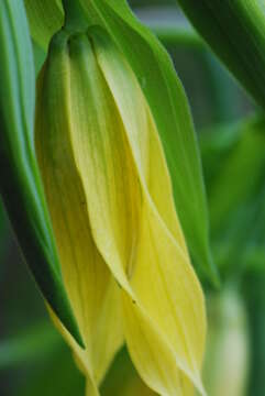 Image of largeflower bellwort