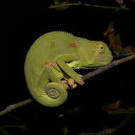 Image of Common African Flap-necked Chameleon