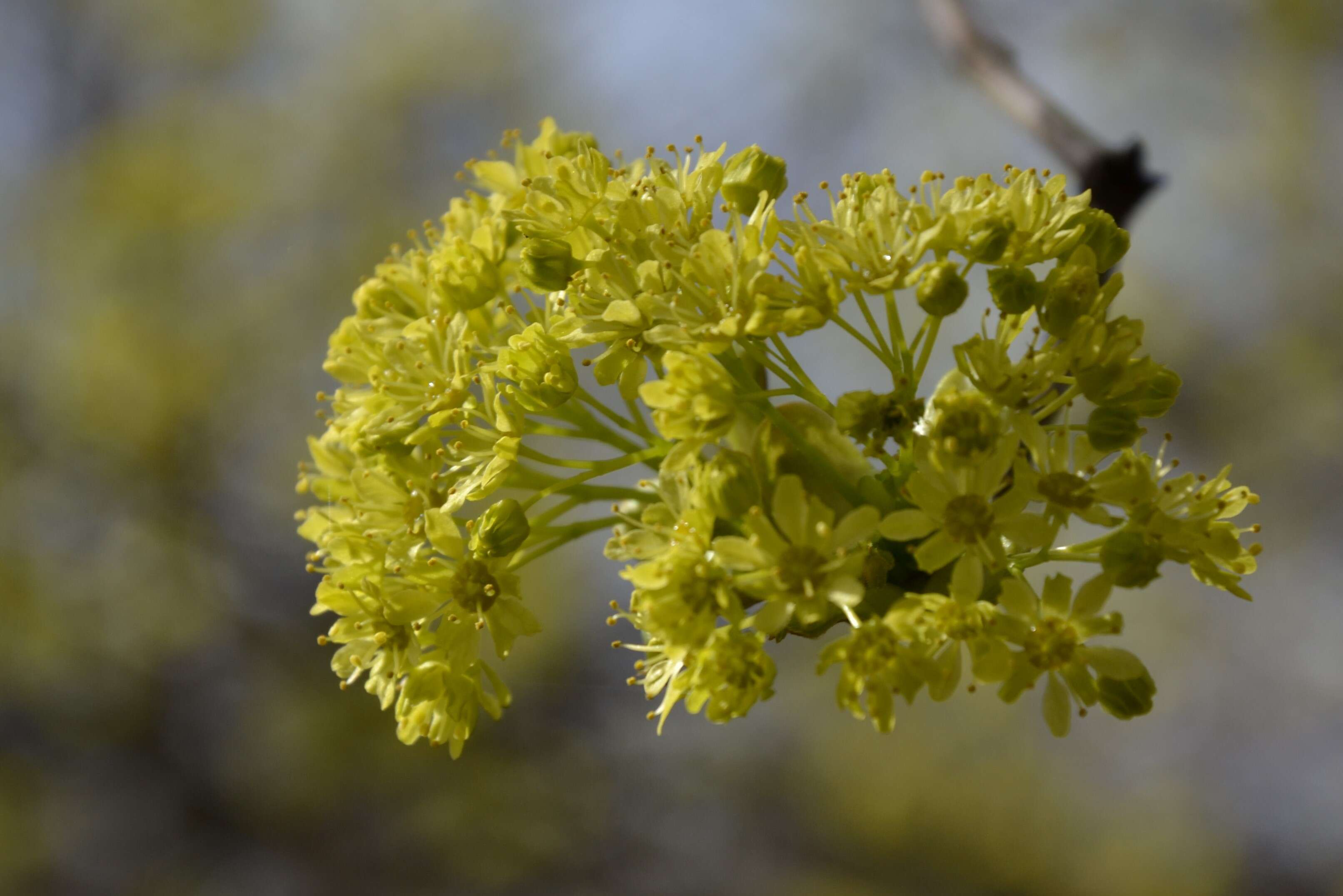 Image of Norway Maple