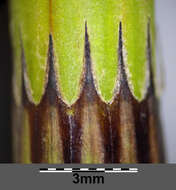 Image of Water Horsetail