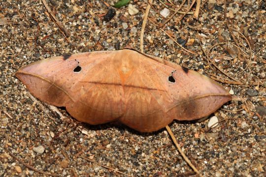 18.https www inaturalist org photos 910634.580x360