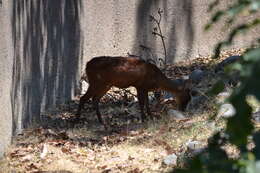 Image of Central American Red Brocket Deer