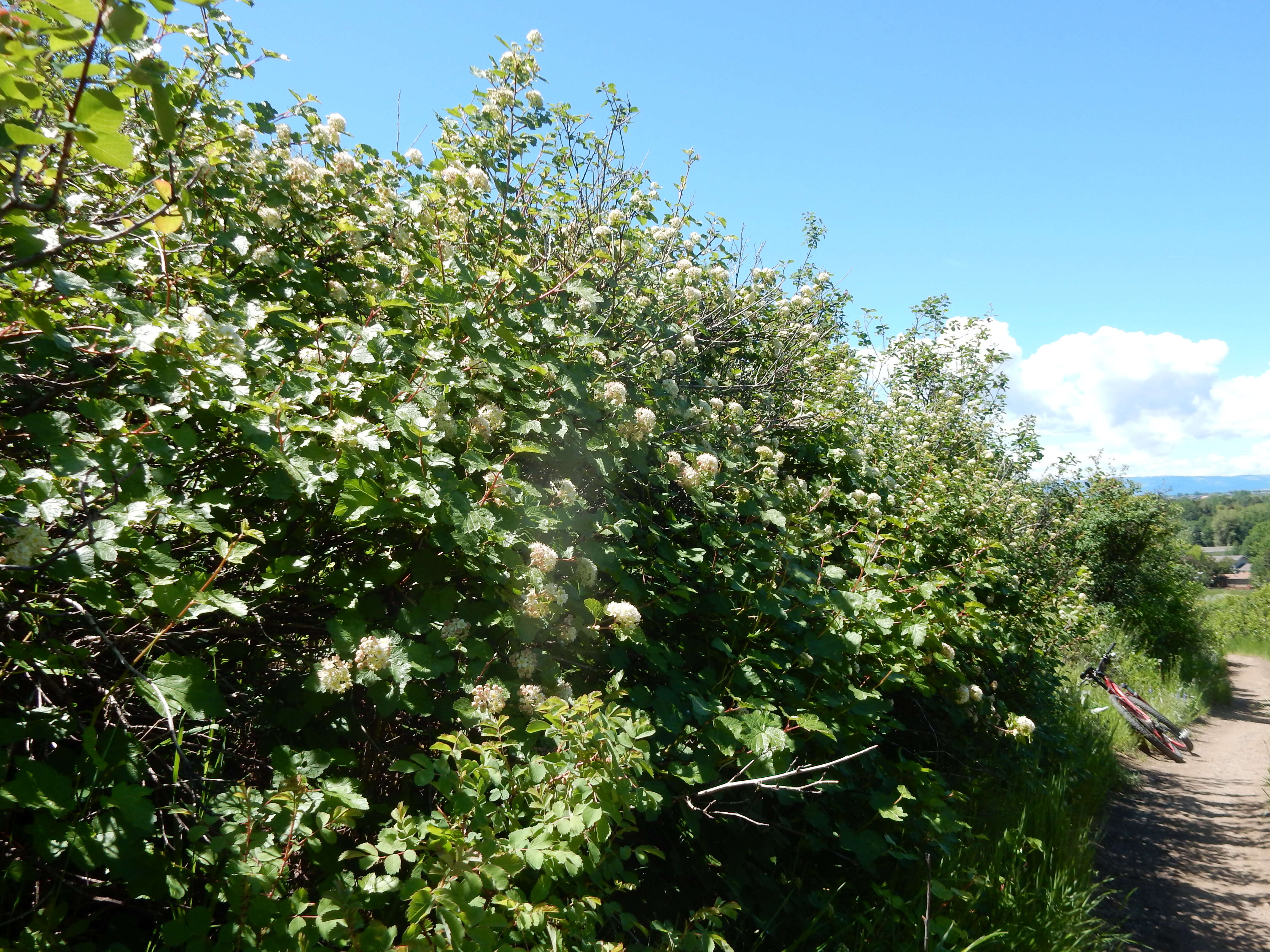 Plancia ëd Physocarpus malvaceus (Greene) Kuntze