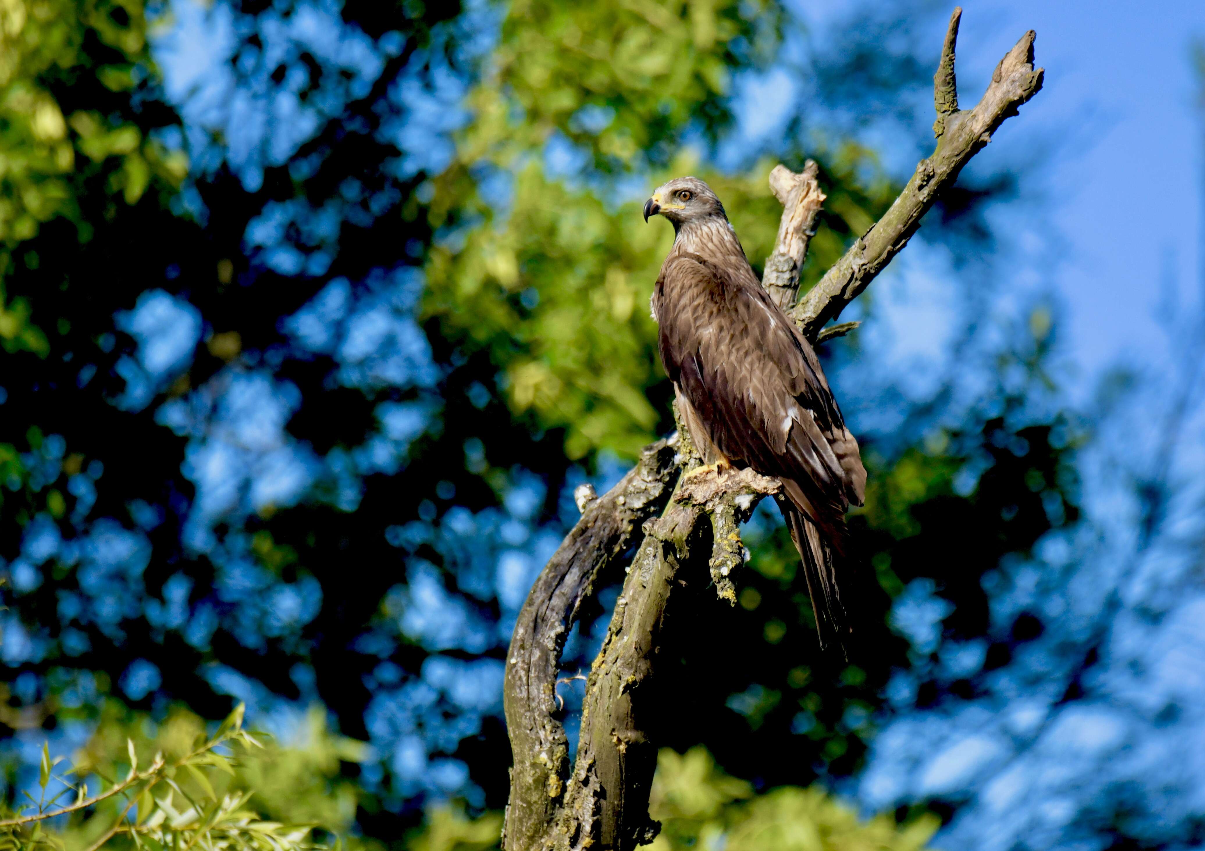 Image of Black Kite