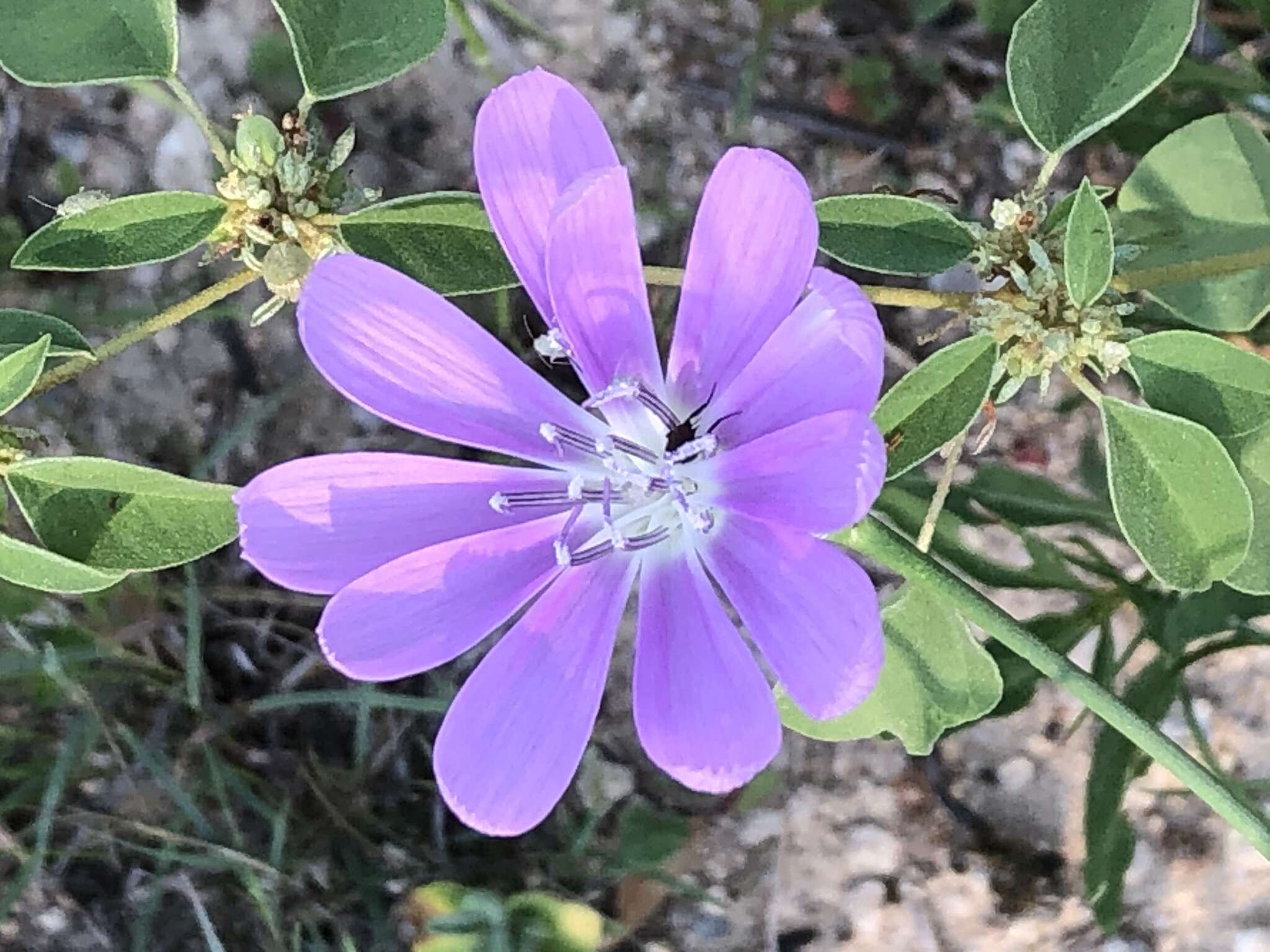 Image of skeletonplant