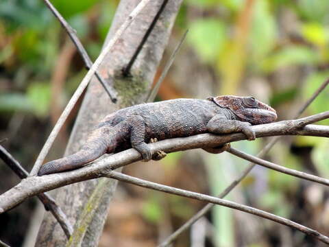 Image of Short-horned Chameleon