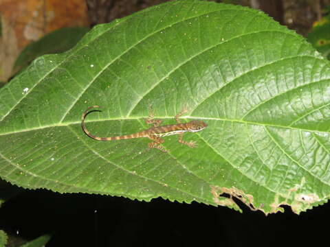 Image of Water  Anole