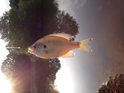 Image of Redbreast Sunfish