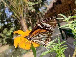 Plancia ëd Danaus (Anosia) melanippus Cramer 1777