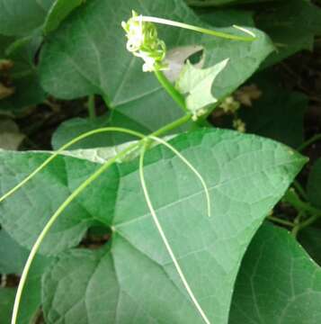 Image of Sechium edule subsp. edule