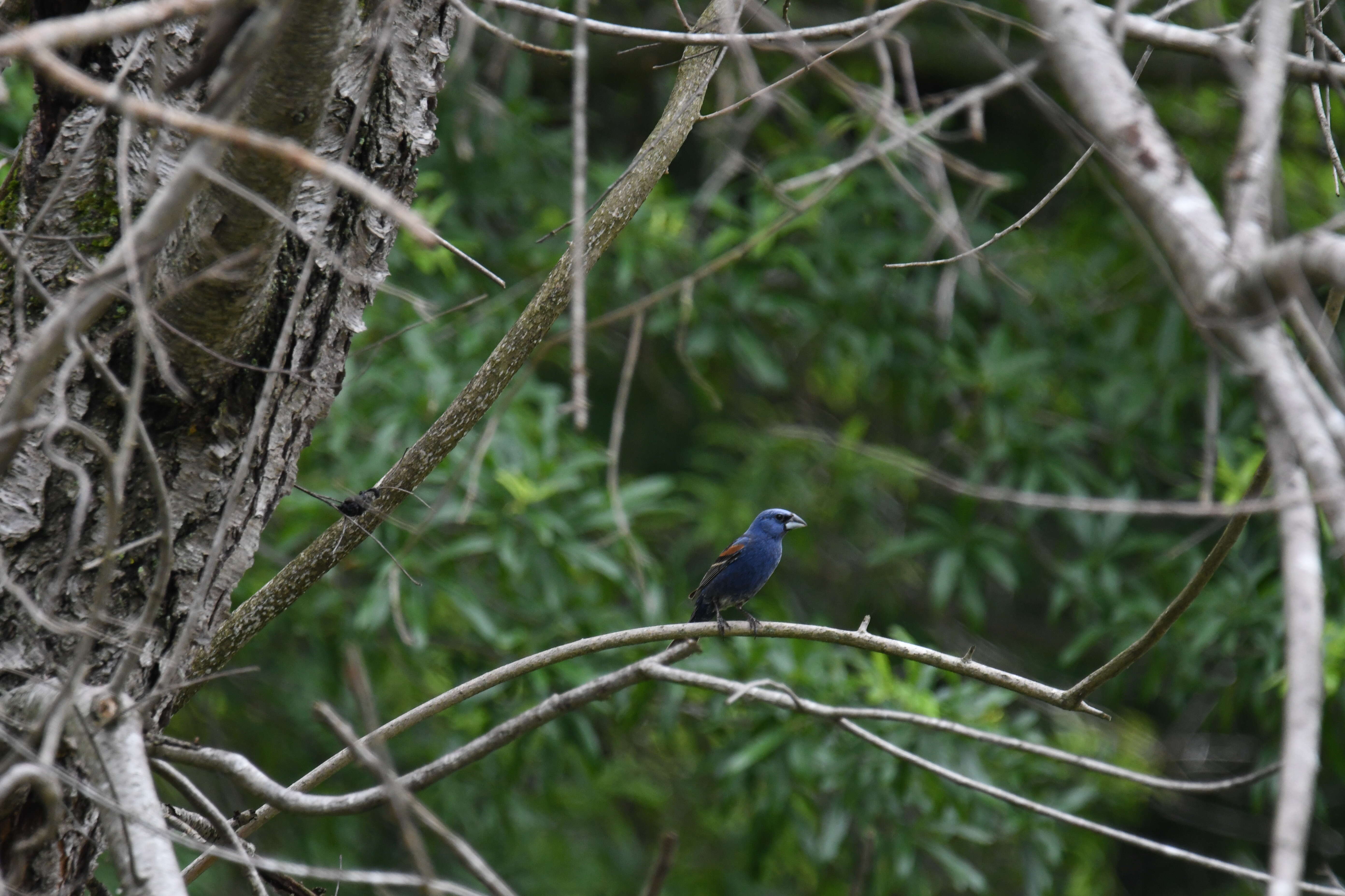 Image of Blue Grosbeak