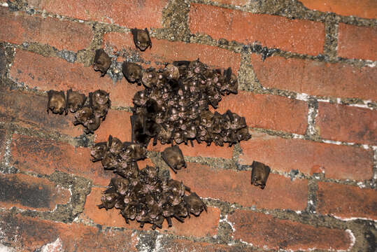 Image of Formosan Lesser Horseshoe Bat